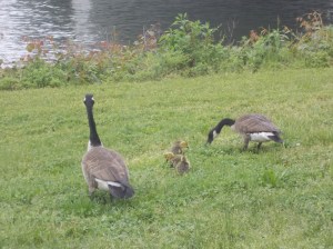 Goslings!!!!!