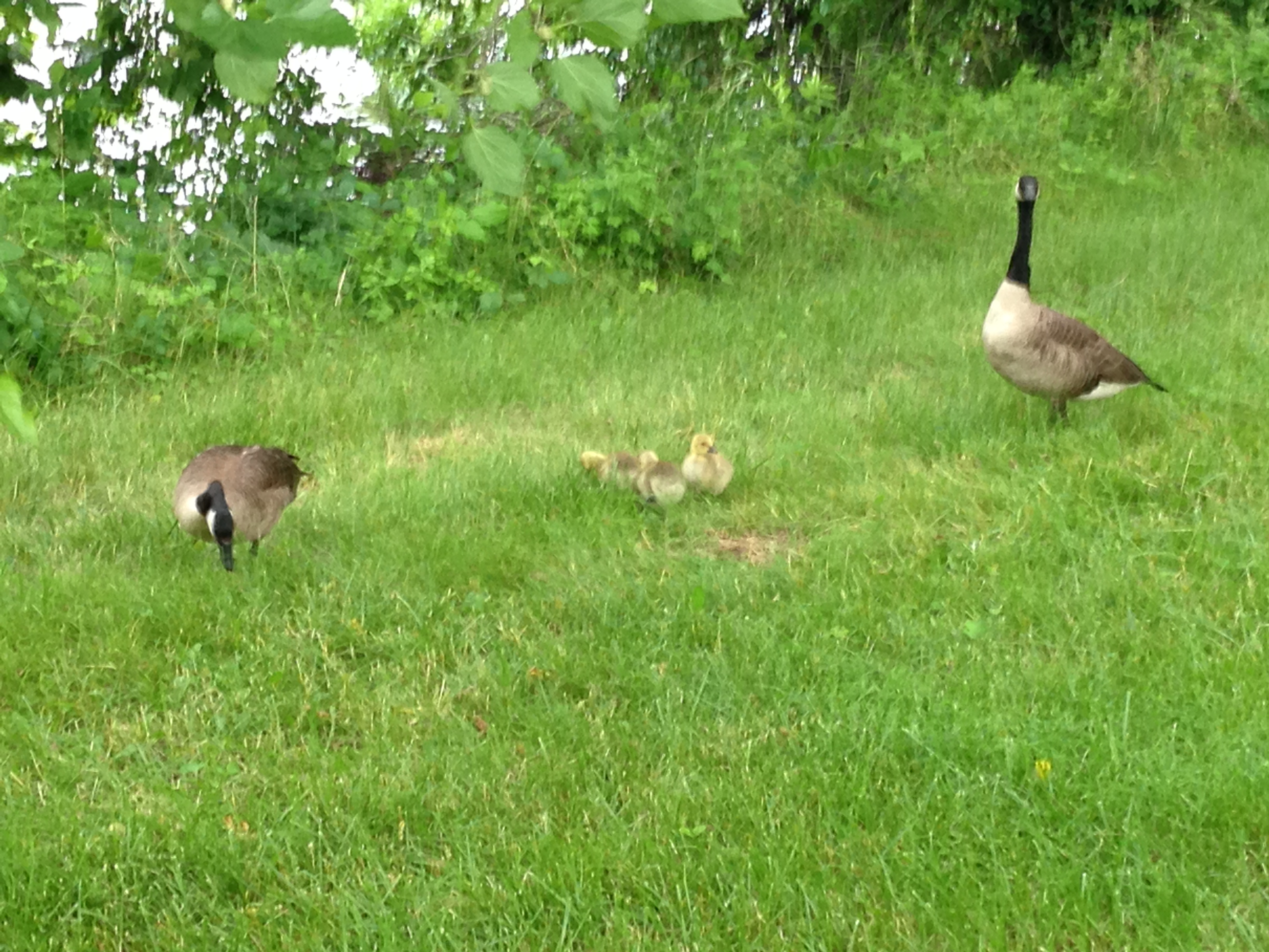 Geese and Goslings