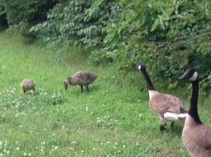 They'll Soon Take Wing