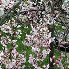 26177142075_d232b049ef_m