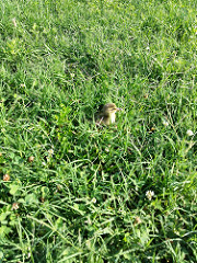 27838895692_dd65d776a1_m