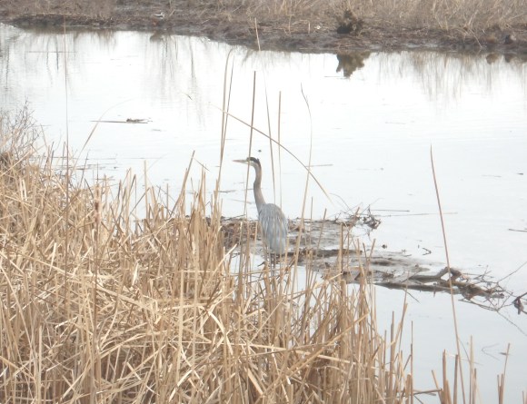 Heron at Dyke Marsh 2.jpg