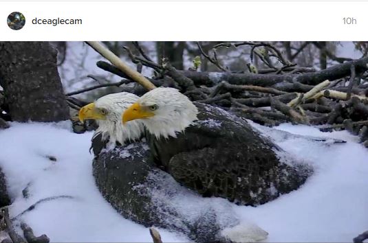 Arboretum eagles snowstorm
